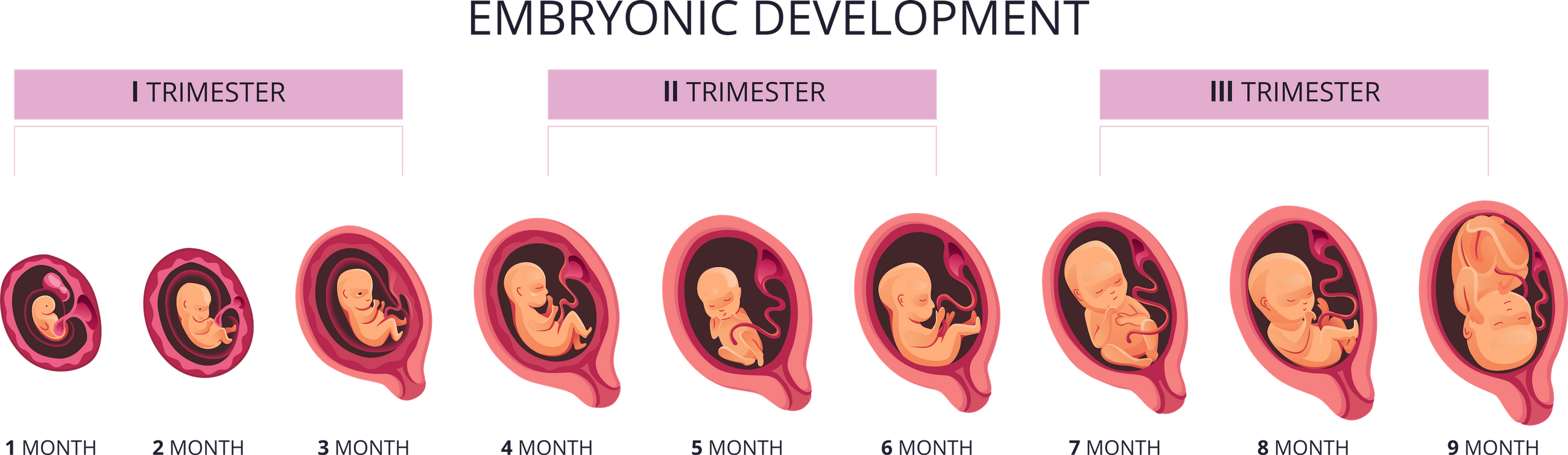 baby-s-development-in-the-womb-teenage-pregnancy